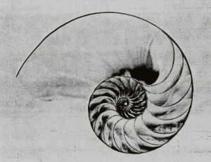 Nautilus_Shell