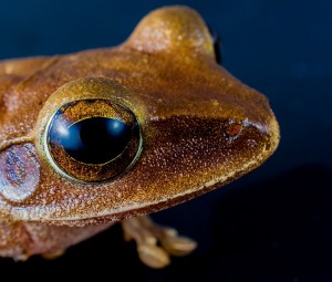 amphibian-animal-animal-photography-close-up
